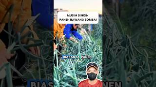 Musim Dingin Panen Bawang Bombai shorts reaction farming idekreatif [upl. by Howarth]