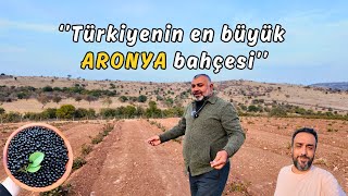 Fabrikatörlüğü bırakıp KAZ DAĞLARINDA 100 dönüm arazi alarak Aronya yetiştiriciliğine başladı [upl. by Moazami896]