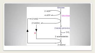 Metabolismo microbiano II [upl. by Cassidy]