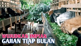 Exclusive‼️Agar Bisa Gajian Tiap Bulan Dari Ternak Kambing [upl. by Upton]