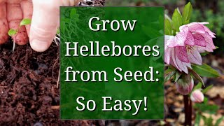 Grow Hellebores from Seed [upl. by Anam]