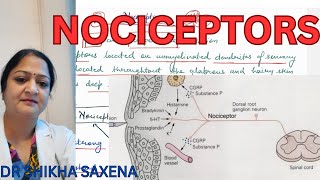 Nociceptors Types impulse transmission [upl. by Akim61]