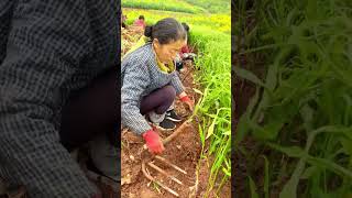 The process of digging fresh rhizoma zingiberis [upl. by Wixted]