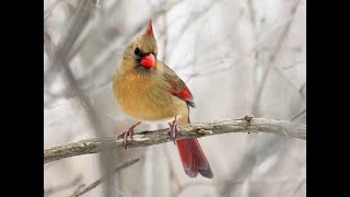 Female Cardinal at Feeder with Bird call [upl. by Fernandes630]