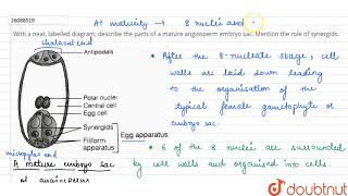 With a neat labelled diagram describe the parts of a mature angiosperm embryo sac [upl. by Yleoj]