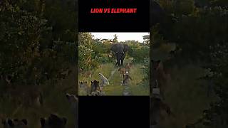 Lion vs elephantanimals trending wildlife lion elephant shorts viralvideo [upl. by Anytsirk]