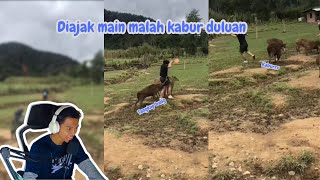 Diajak main malah kabur duluan  REACTION [upl. by Eemia86]