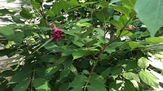 Calycanthus Aphrodite  gardencrossingscom [upl. by Agate]