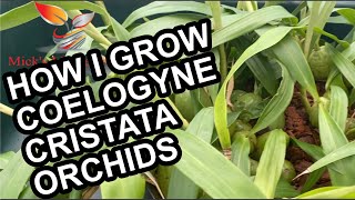 How to grow Coelogyne Cristata Orchid 86 [upl. by Siroled]