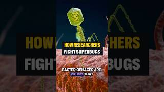 Phage Therapy vs Superbugs The Key to Fighting Antibiotic Resistance [upl. by Malorie]