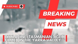 Thylacine Footage from the Yarra Valley [upl. by Shaya]