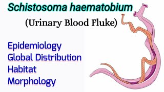 Schistosoma haematobium Epidemiology Distribution Habitat Morphology  Urinary Blood Fluke [upl. by Tommy]