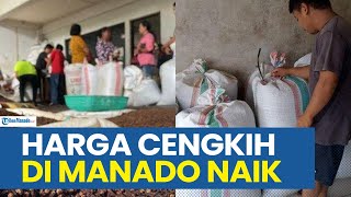 NAIK LAGI HARGA CENGKIH DI MANADO SULAWESI UTARA HARI JUMAT 8 NOVEMBER 2024 [upl. by Kimmie]