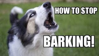 How to TEACH ANY DOG to STOP BARKING Humanely Effectively and Naturally [upl. by Bellda317]