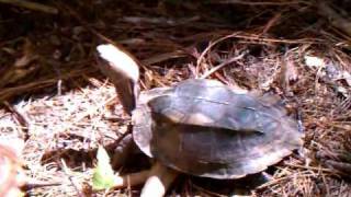 Cuora mouhotii mating [upl. by Barton377]