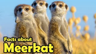 What is a Meerkat  Fascinating Facts about Meerkats [upl. by Ebberta742]