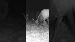 Spike Elk Grazing wildlife elk wild animals hunting deer elk colorado nature deerhunting [upl. by Aneehsat]