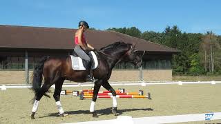 Fliegende Wechsel  2er amp 1er  Gehorsamssprung  Franziskus  Ingrid Klimke  Trainingssequenz [upl. by Enelyar]