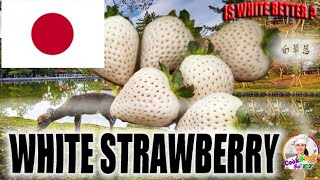 Japanese White Strawberries  奈良白草莓 captivate the hearts of fruit enthusiasts around the world [upl. by Tellford]