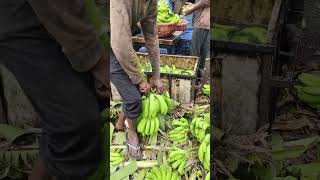 Banana 🍌 cuttings and packing part 119 [upl. by Malaspina]