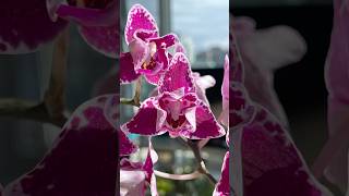 Phalaenopsis Chia E Yenlin Variegata [upl. by Anem]