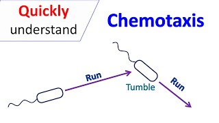 Chemotaxis [upl. by Ysied]