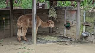 Las Alpacas Sydney Australia [upl. by Carper229]