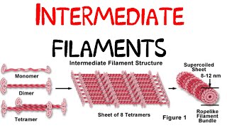 Intermediate filaments [upl. by Gnirps523]