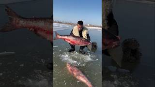 This guy pulls out two big fish from inside the ice [upl. by Henigman126]