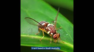 Fruit fly in South Australia  What do fruit fly and maggots look like QampA [upl. by Jodie]