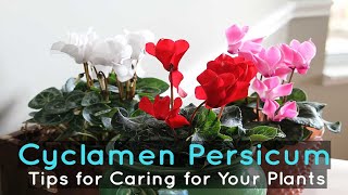 Cyclamen Persicum Tips for Caring for Your Plants [upl. by Nohsal]