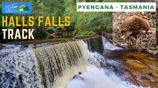 Tasmania Day 4 🌿💦 Halls Falls Walk 🦔Echidna spotted on trail 🍃Pyengana [upl. by Ytsrik]