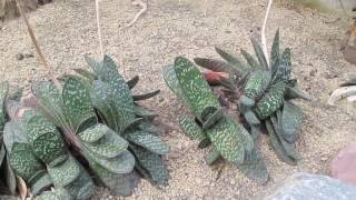 Succulents Gasteria Maculata [upl. by Naesar424]