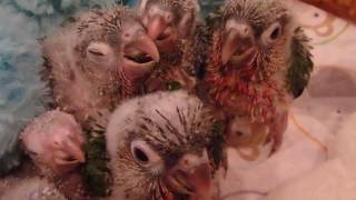 The Conure Coop Baby YellowSides High Red Conures [upl. by Assi47]