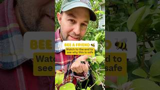 Carpenter Bees safe to handle pollinators shorts gardening fruittrees bees garden bee [upl. by Gemoets28]