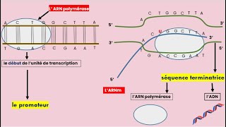 La Transcription de lADN en ARNm [upl. by Winn]