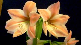 Amaryllis Bulb Apricot Parfait Hippeastrum [upl. by Aneek]