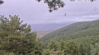 ¡DESCENSO VERTICAL  Buitre negro PN Sierra de Guadarrama [upl. by Aileme]