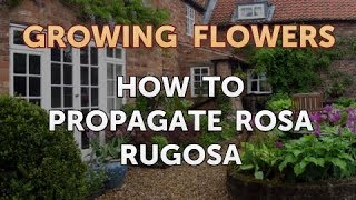 How to Propagate Rosa Rugosa [upl. by Alroi212]