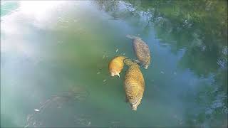 A mom and her calf in nice afternoon light at Homosassa Springs [upl. by Jennee]