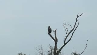 Whitetailed Eagle  Zeearend  Oostvaardersplassen NL  16102024 [upl. by Dorahs460]