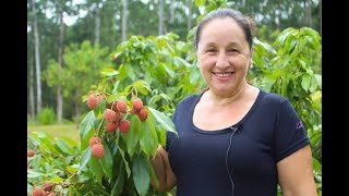 O QUE VOCÊ DEVE SABER SOBRE A LICHIA [upl. by Mindi]