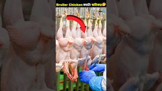 Broiler Chicken স্বাস্থ্যের জন্য কতটা ক্ষতিকর 🤔🔥🤔 shorts facts trending [upl. by Minoru]