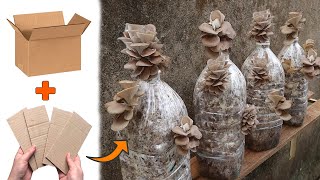 Surprise with the method of growing mushrooms with cardboard  Growing abalone mushrooms at home [upl. by Northrop695]