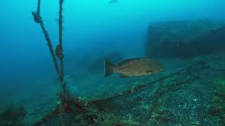 【映像記録】オオモンハタと泳ぐ Swim with Areolate grouper [upl. by Arbma468]