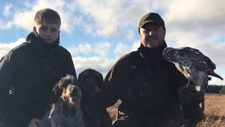 Goshawk Oleg 2018  Hunting in Scotland  Part 1 [upl. by Thenna]