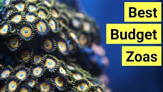 Top 7 Affordable Zoas [upl. by Vicky]