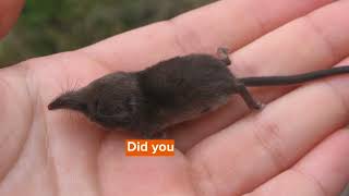 Northern Short Tailed Shrew Facts You’ll Never Forget [upl. by Camel]