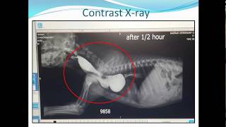 Persistent Right Aortic Arch In DogCase Study [upl. by Shelia]