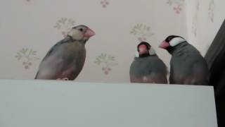 Young Java finches singing battle May 24th 2016 [upl. by Kirrad920]